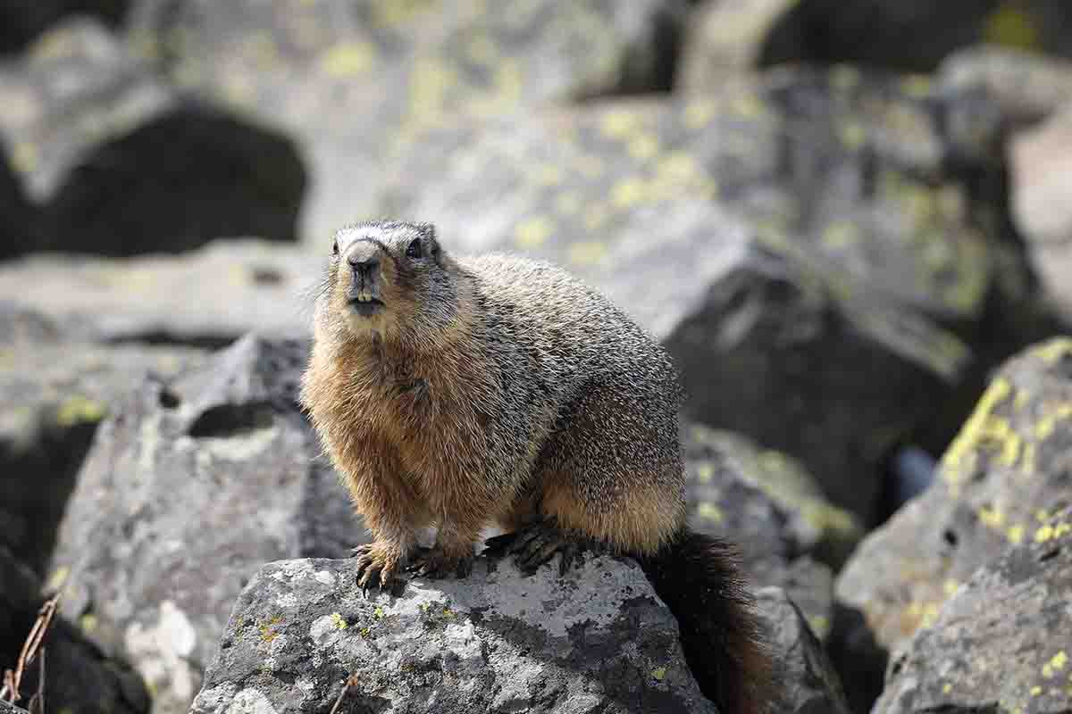 Be it rockchuck or woodchuck, they all offer a formable target to the dedicated varmint hunter in the warmer months of the year.